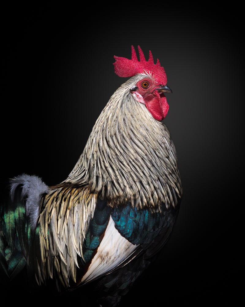Le Coq Poster och Canvastavla