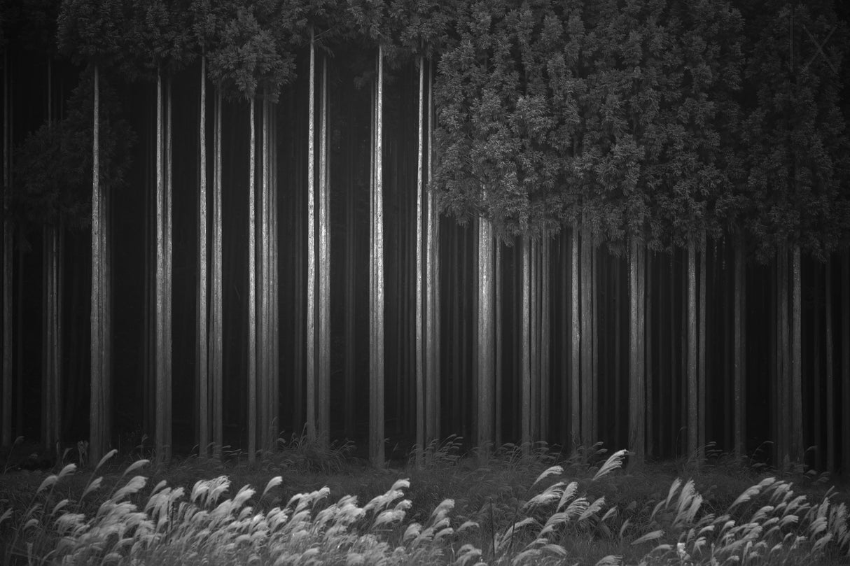 Afforestation Poster och Canvastavla