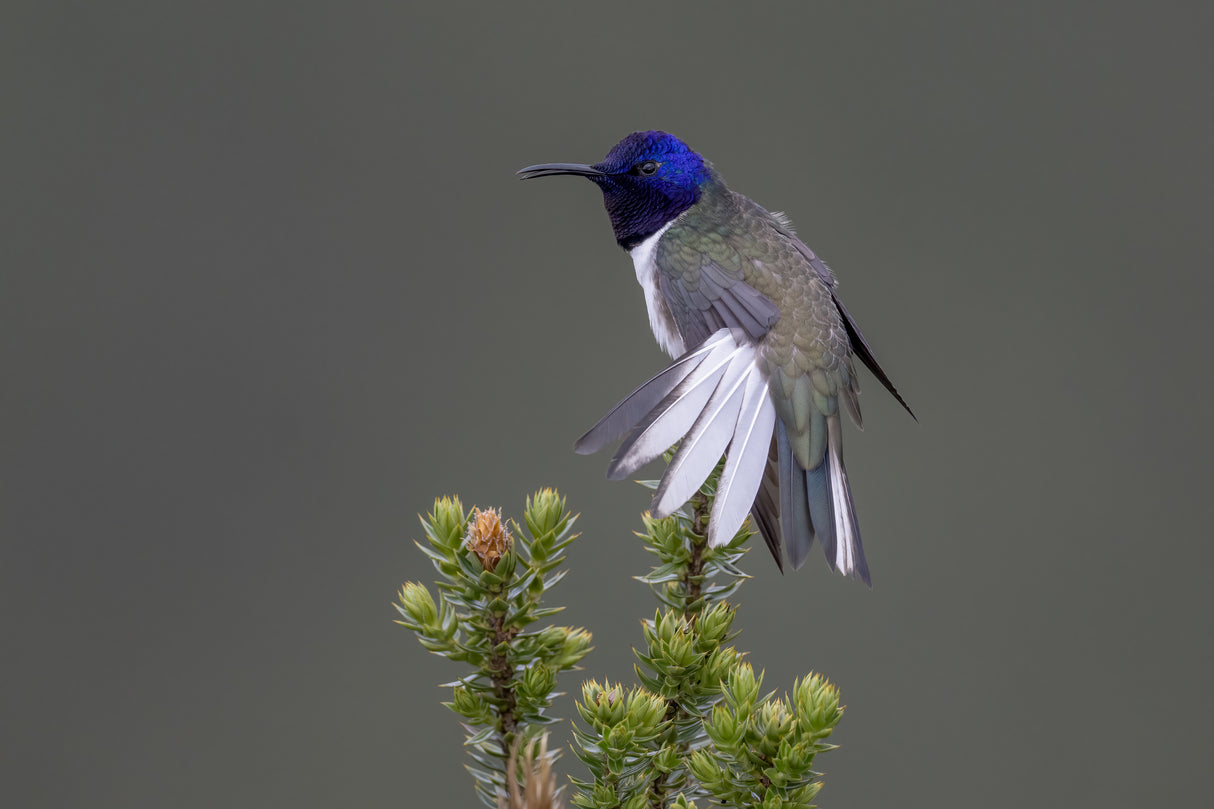 Ecuadorian Hillstar Hummingbird Poster och Canvastavla