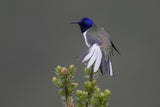Ecuadorian Hillstar Hummingbird Poster och Canvastavla