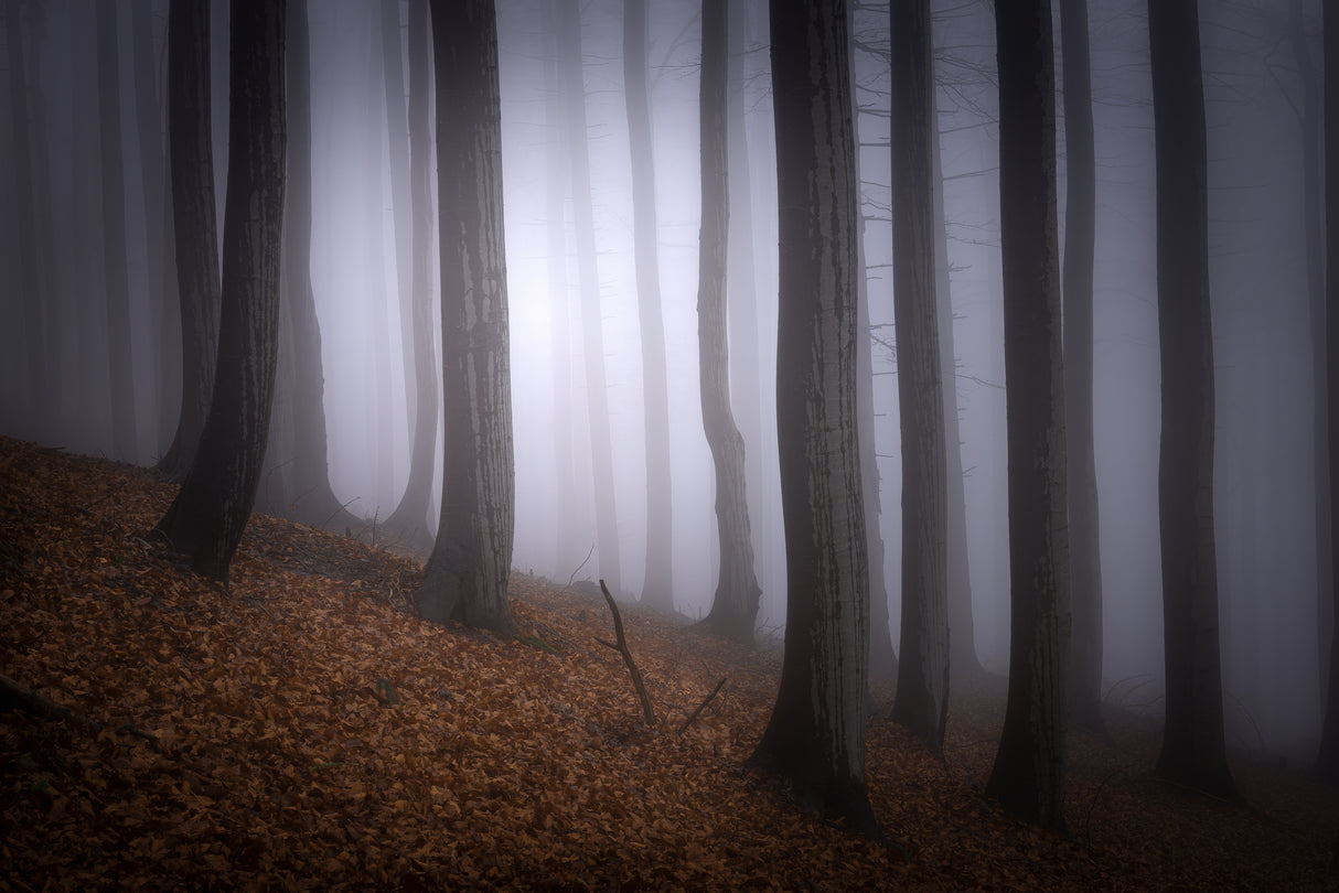 Autumn mood Poster och Canvastavla