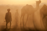 rajasthani shepherds Poster och Canvastavla