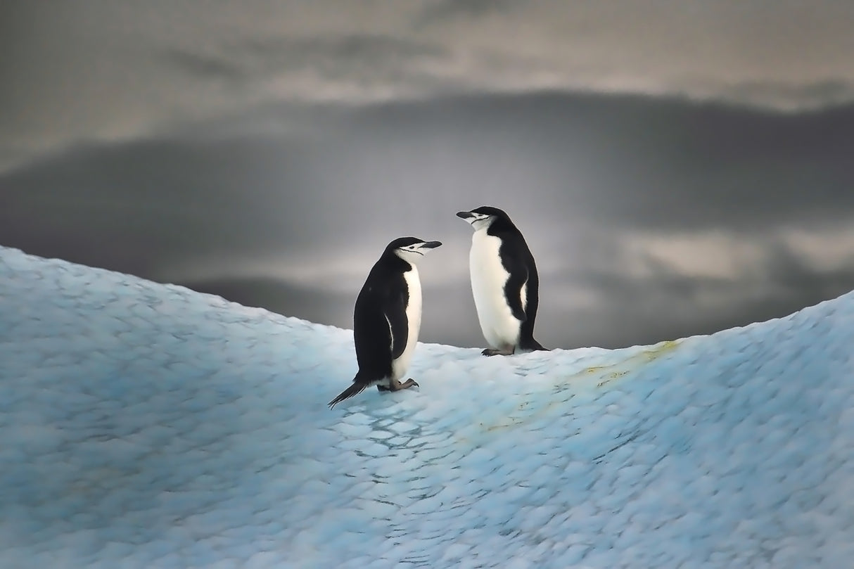 Couple on ice Poster och Canvastavla