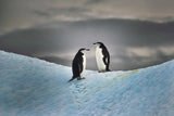 Couple on ice Poster och Canvastavla