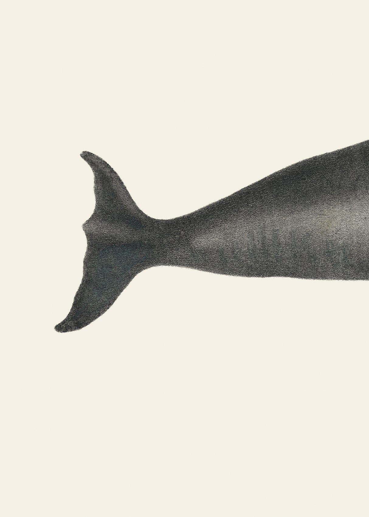 Whale Tight Crop I Handcolored Sealife Lithograph 1824 Poster och Canvastavla