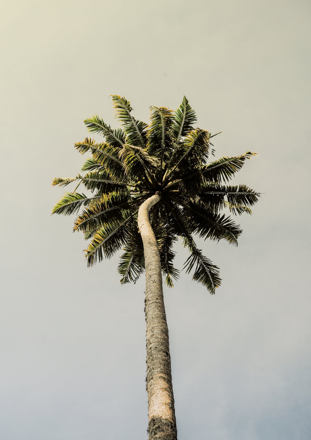 King Palm Poster och Canvastavla