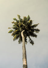 King Palm Poster och Canvastavla