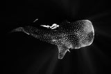 Black and Whale Shark Poster och Canvastavla
