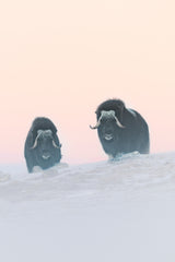Muskox Poster och Canvastavla