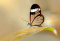 Glasswing Butterfly Poster och Canvastavla