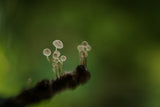 Mushroom wheel Poster och Canvastavla