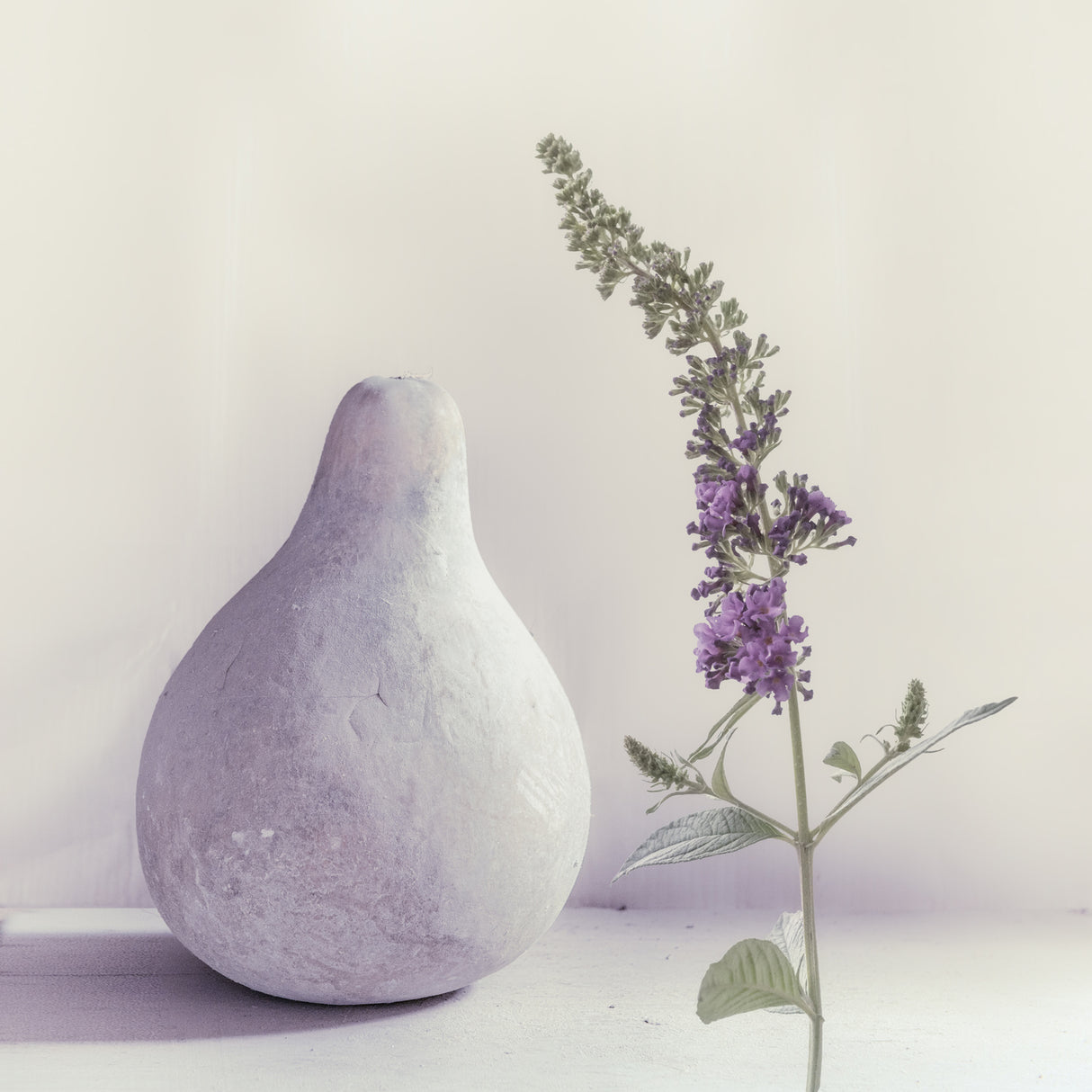 summer lilac Poster och Canvastavla