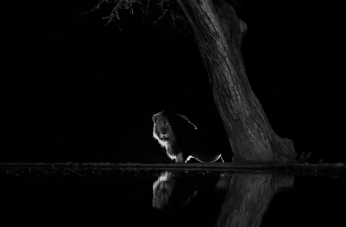 In the Night Poster och Canvastavla