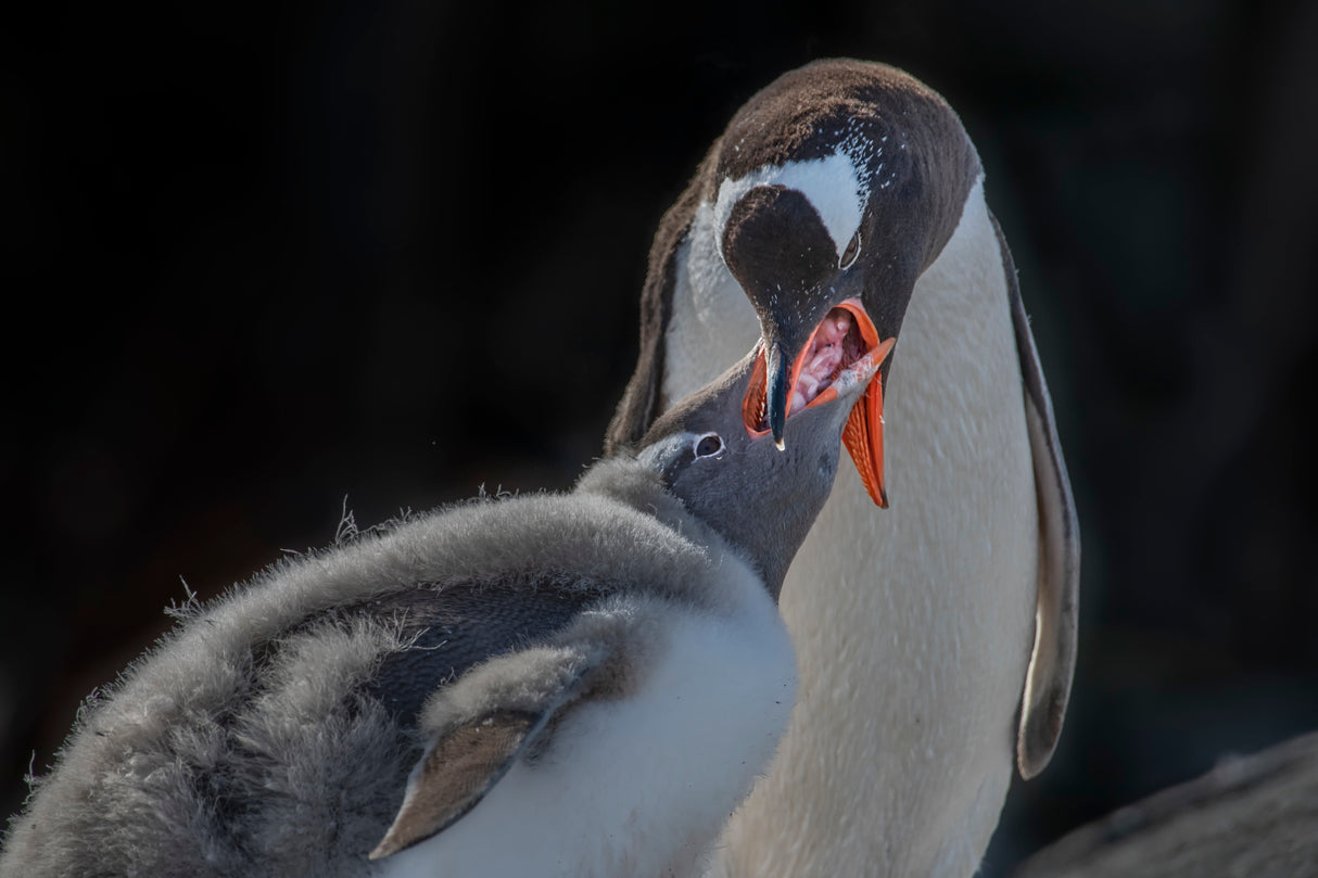 Penguin mom feeding molting baby Poster och Canvastavla