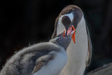 Penguin mom feeding molting baby Poster och Canvastavla