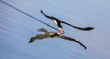 tilted skimming Poster och Canvastavla