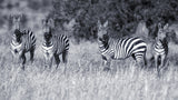 Zebras Poster och Canvastavla