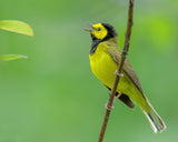 Hooded warbler Poster och Canvastavla