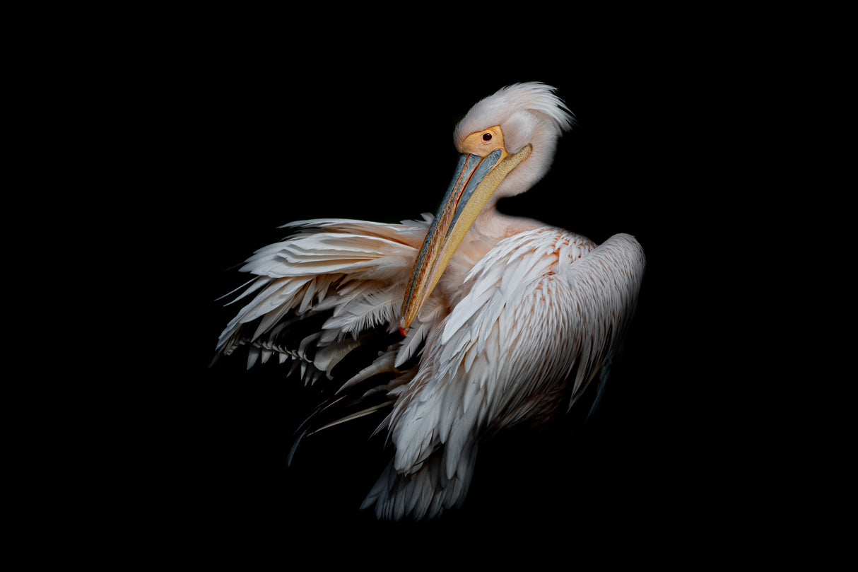 Pelican in the Dark Poster och Canvastavla