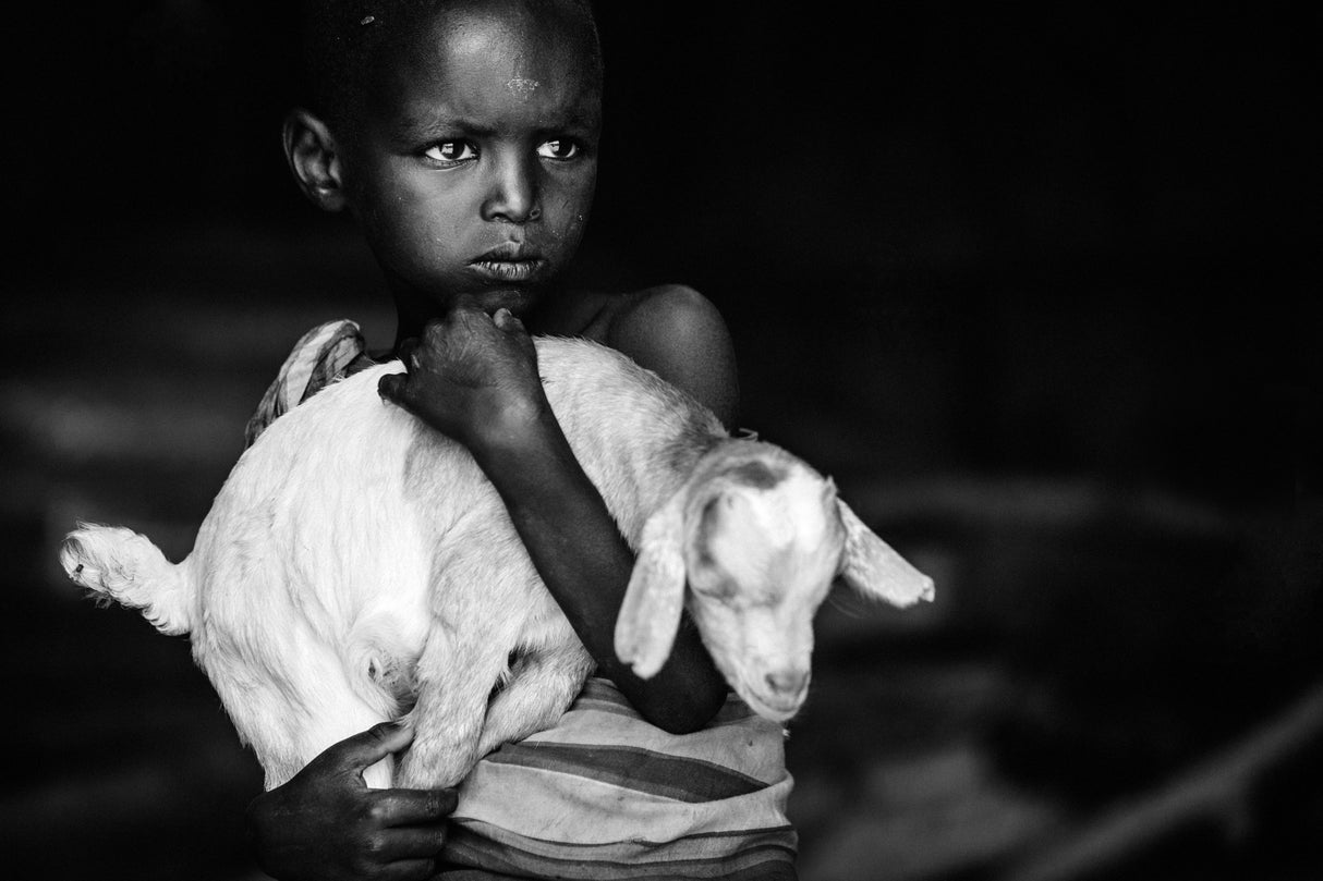 Boy and Goat Poster och Canvastavla
