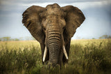 Encounters in Serengeti Poster och Canvastavla