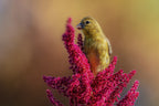 Goldfinch Poster och Canvastavla