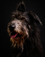 Lovely Chica Poster och Canvastavla