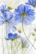 Cosmos blue Poster och Canvastavla