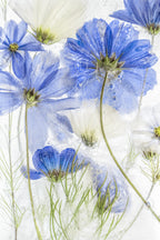 Cosmos blue Poster och Canvastavla