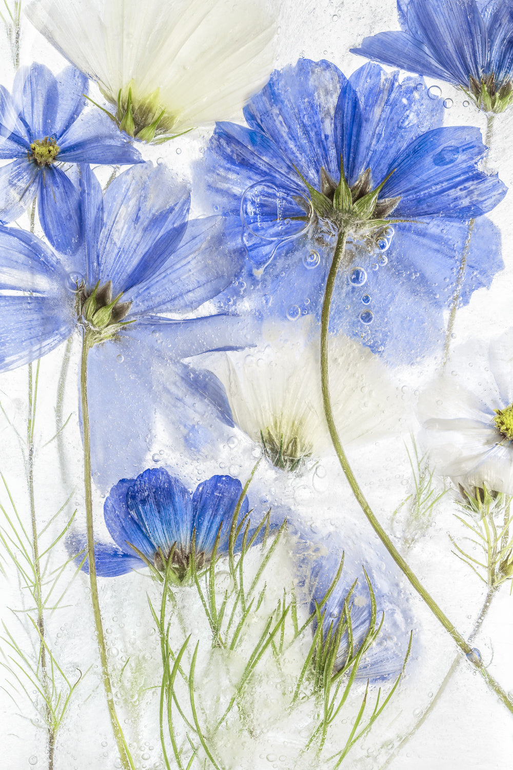 Cosmos blue Poster och Canvastavla
