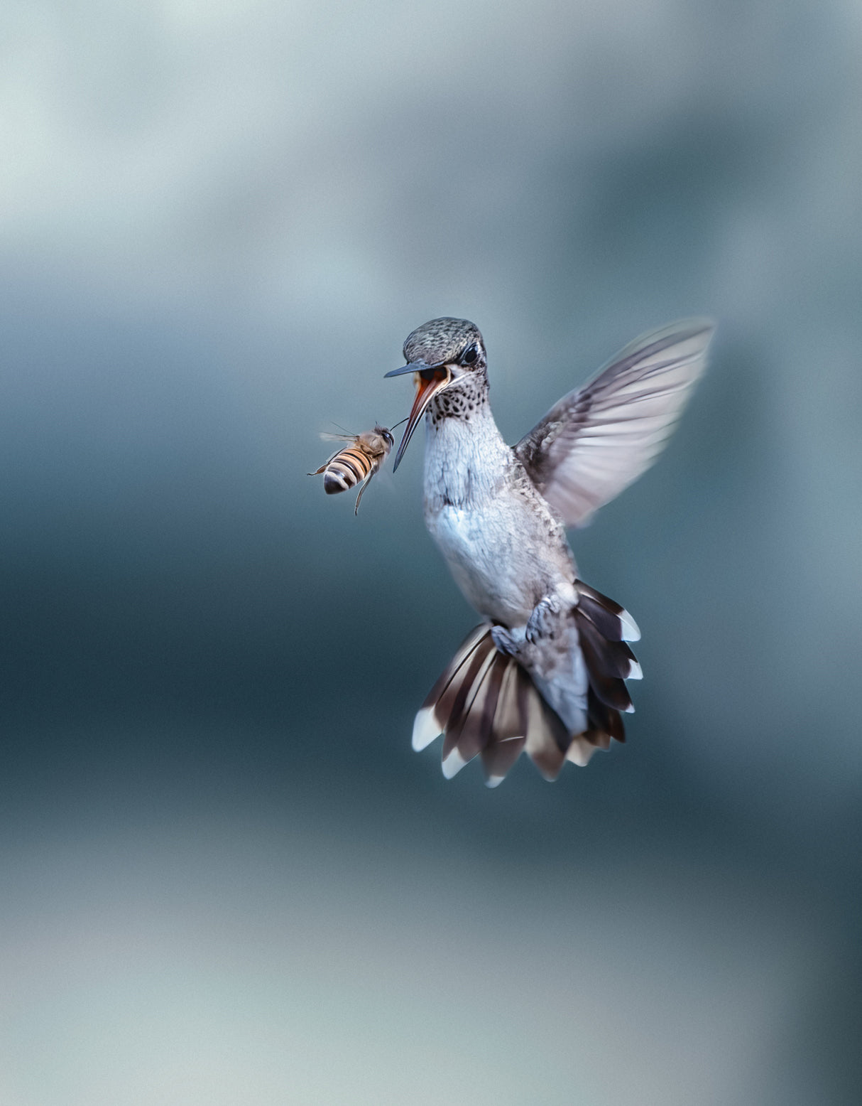 Hummingbird VS Bee Poster och Canvastavla