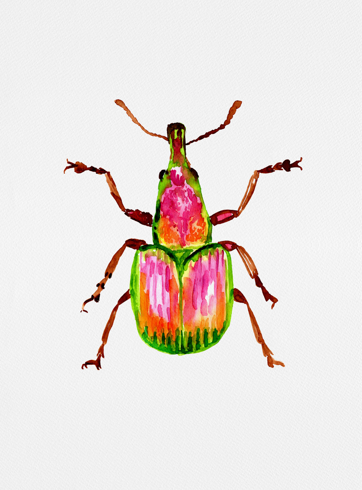 Apricot weevil or Epirhynchites auratus Poster och Canvastavla