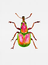 Apricot weevil or Epirhynchites auratus Poster och Canvastavla