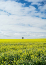 Paarl Poster och Canvastavla