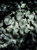Forest Floor Poster och Canvastavla