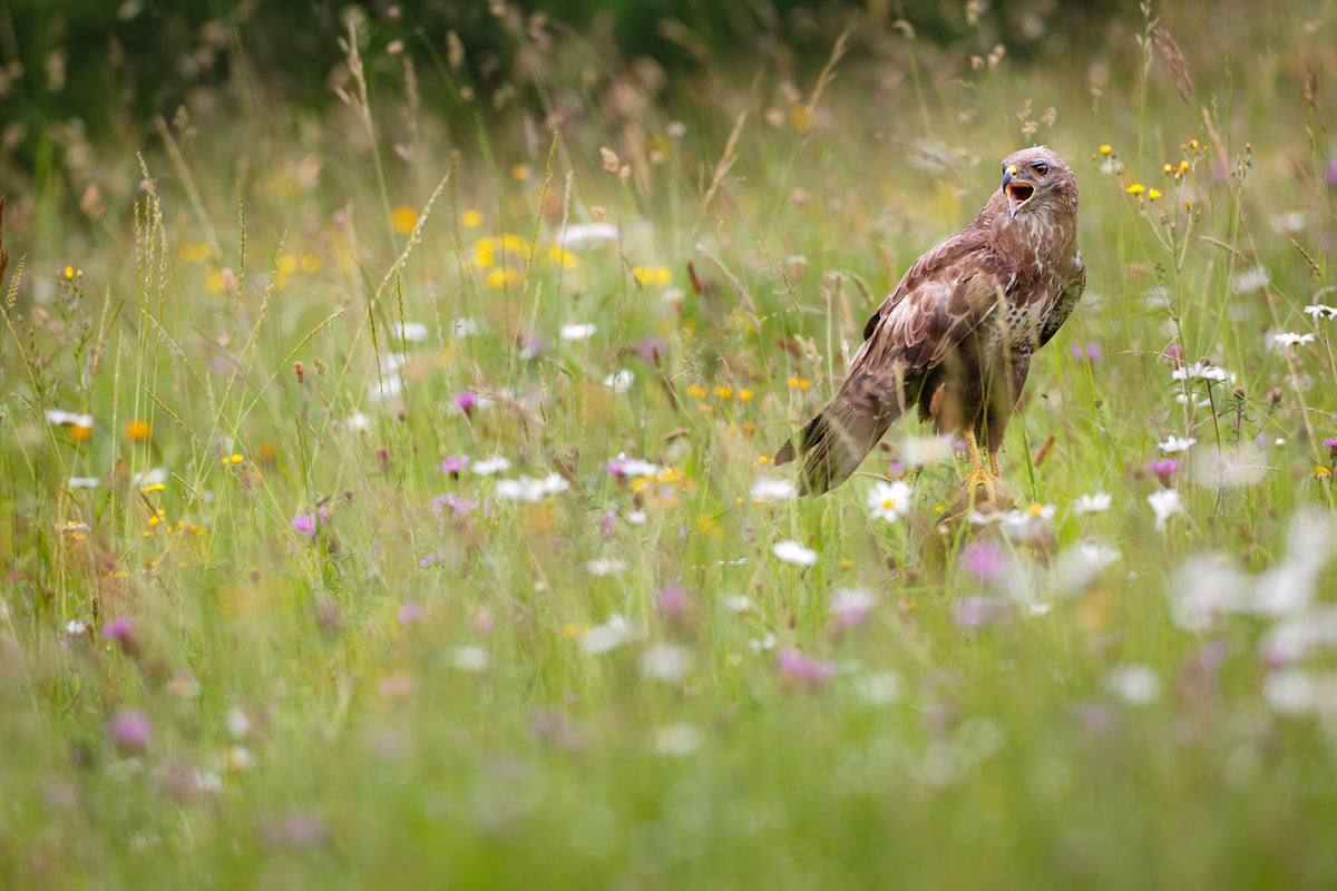 Spring buzzard Poster och Canvastavla