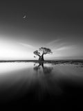 Lonely  Tree Poster och Canvastavla