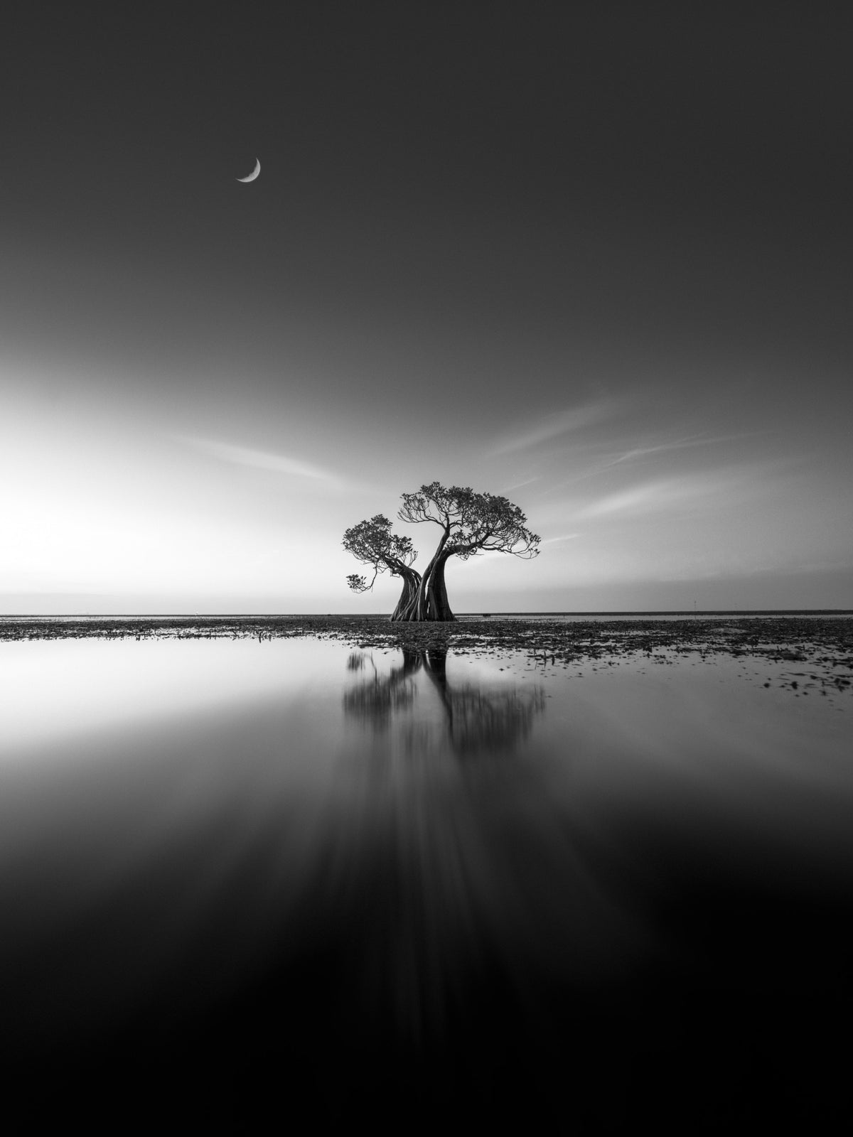 Lonely  Tree Poster och Canvastavla