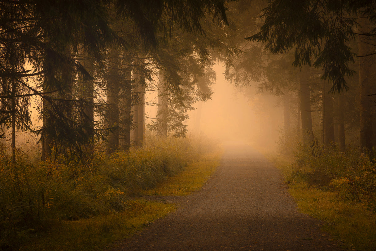 On the way into the fog Poster och Canvastavla