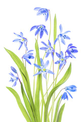 Scilla Poster och Canvastavla