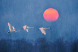 Foggy Sunrise Poster och Canvastavla