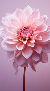 Delicate Flowers 9 Poster och Canvastavla