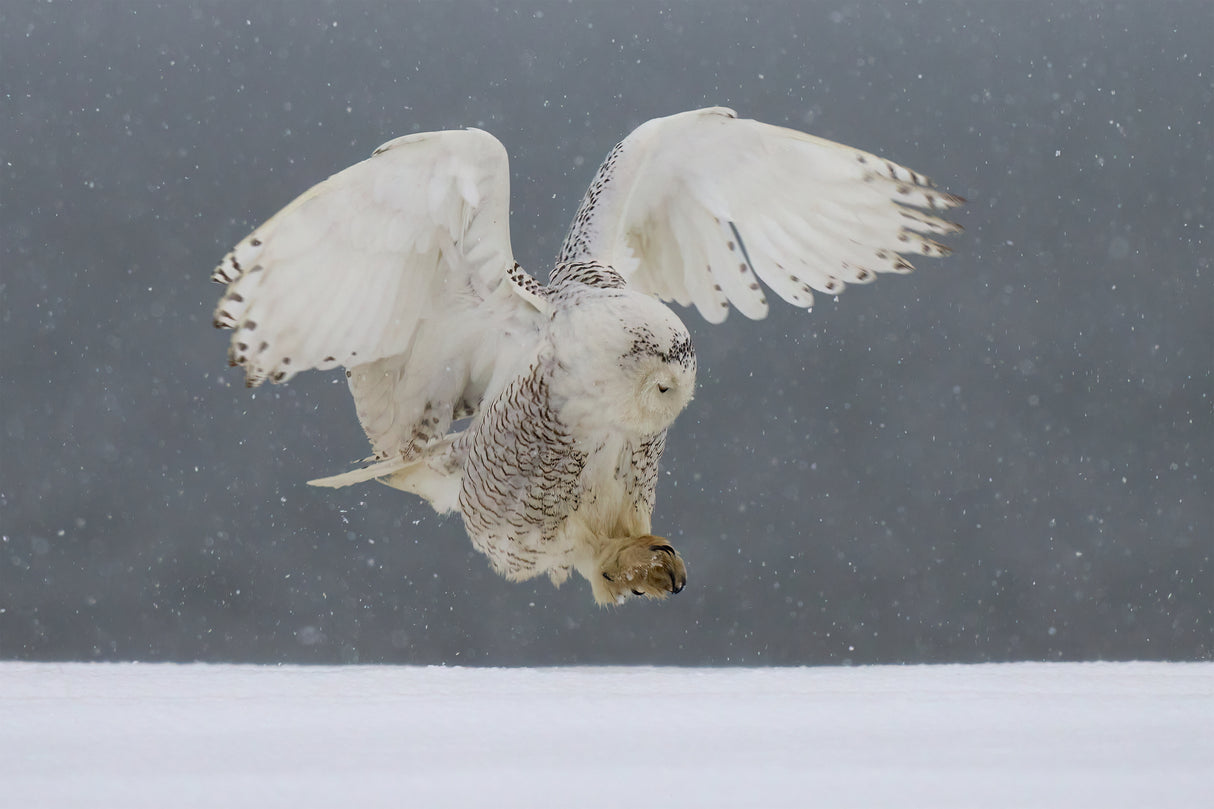 Snowy owl landing Poster och Canvastavla