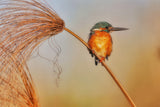 Kingfisher Poster och Canvastavla