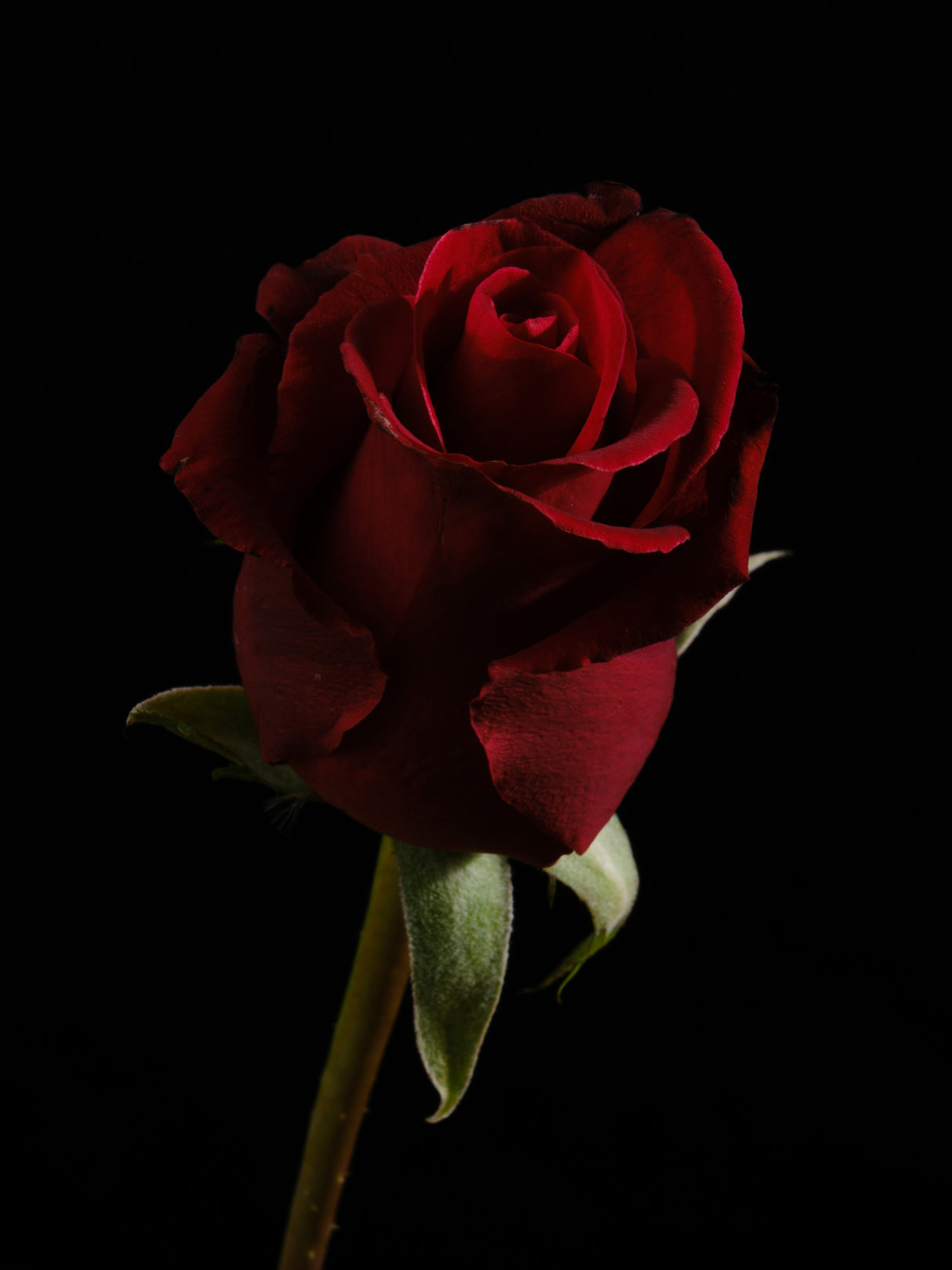 a beautiful red rose Poster och Canvastavla