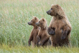 Alert to Their Surroundings Poster och Canvastavla