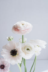 Ranunculus and Anemones Poster och Canvastavla