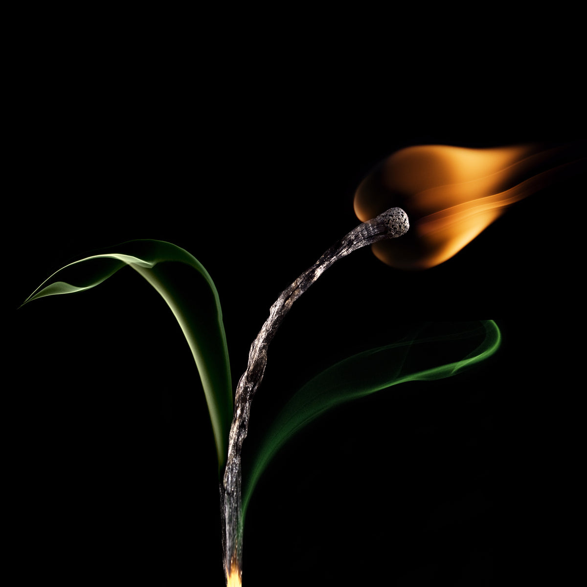 The Tulip Poster och Canvastavla