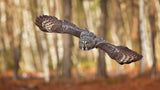 Great Grey Owl Poster och Canvastavla