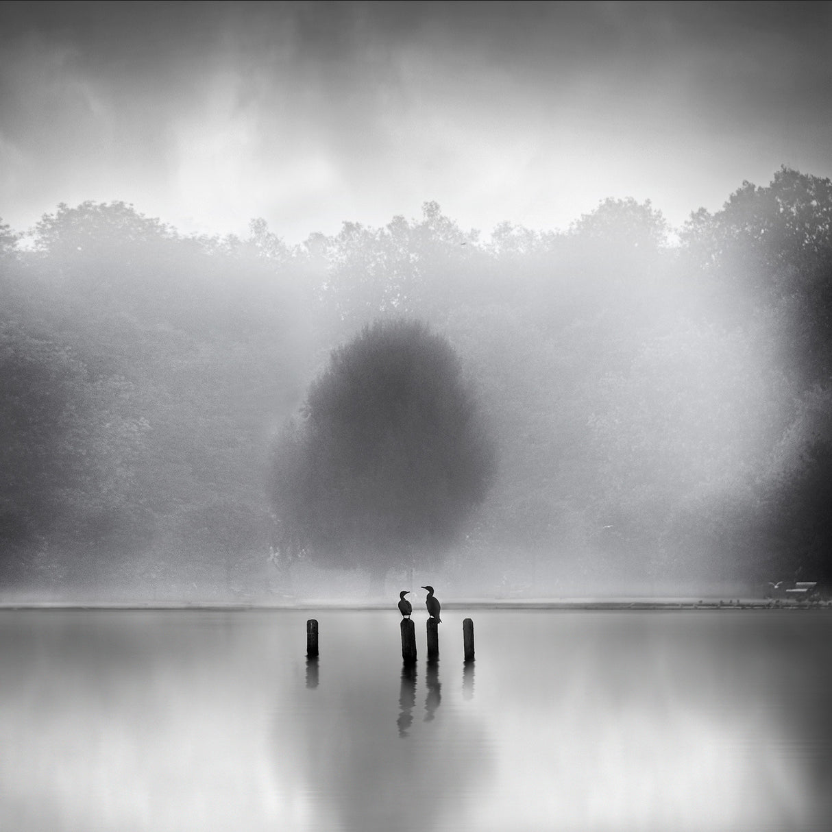 Cormorants in the mist Poster och Canvastavla